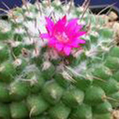Cactus mammillaria wiesingeri